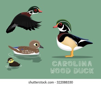 Carolina Wood Duck Cartoon Vector Illustration