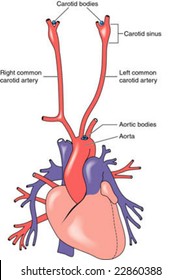 Carotid and aortic bodies