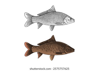 Carp (Cyprinus carpio) illustration in engraving style