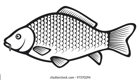 Carp fish 