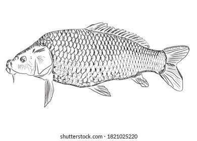 Carp fish in black and white