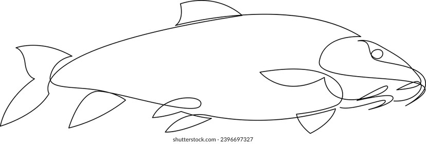 Carp fish continuous one line drawing. Crucian carp or tinca tinca drawn by single line. Vector illustration.