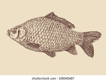 ilustración vectorial del dibujo del pez carpa