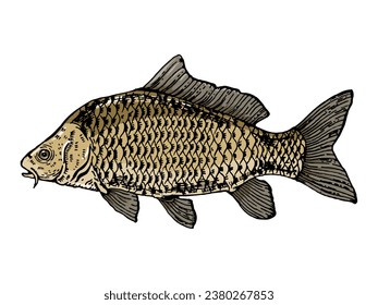 Carp fish engraving sketch style hand drawn color vector illustration. Scratch board style imitation. Hand drawn image.