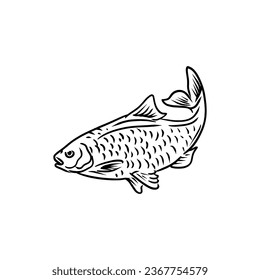 carp fish hand draw skecth illustration vector