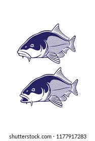 carp fish image