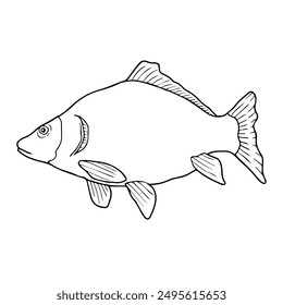 carp fish line vector illustration,isolated on white background,top view