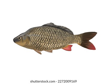 Carp fish from multicolored paints. Splash of watercolor, colored drawing, realistic. Vector illustration of paints