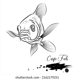 Carp Fish, realistic fish sketch, vector illustration