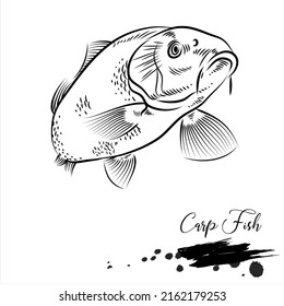 Pescado de carpa, boceto de pescado realista, ilustración vectorial