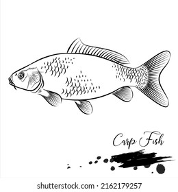 Pescado de carpa, boceto de pescado realista, ilustración vectorial