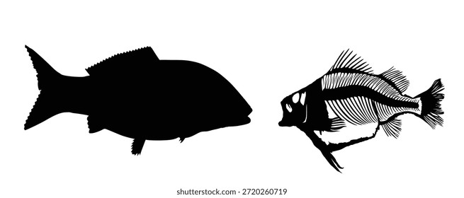 Carp fish skeleton vector silhouette illustration isolated on background. Dead fish bone symbol. Fish bone fossil. Diet hungry concept. Fish shape body structure. 