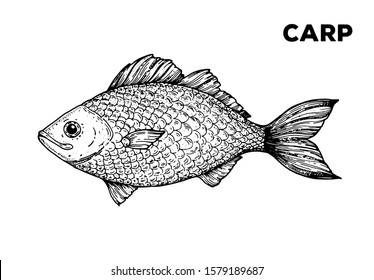 Carp fish sketch. Hand drawn vector illustration. Seafood design element for packaging. Engraved style illustration. Can used for packaging design. Carp fish label.