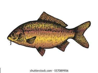 Carp fish sketch. vector illustration
