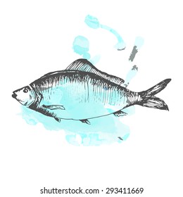 Carp fish sketch with water splash