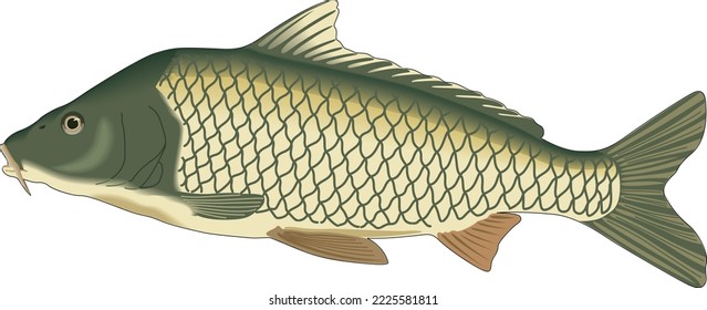 Karpfenfisch-Vektorgrafik