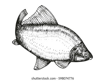 Carp fish swims in motion vector sketch