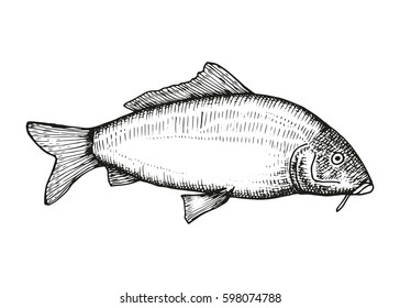Carp fish swims vector