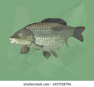 Carp fish under water vector illustration