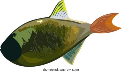 Carp fish vector