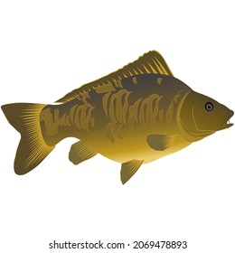 caricatura vectorial de peces carpa descarga gratuita
