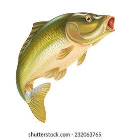 Carp fish vector illustration