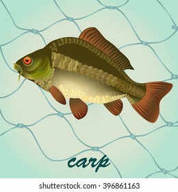 Carp fish vector illustration