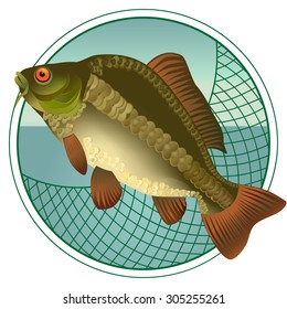 Carp fish vector illustration. Banners, design websites, brochures and signs.