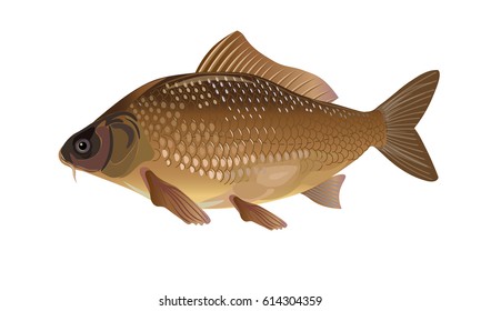 Carp fish vector illustration on a white background