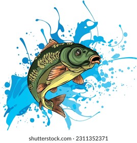 Carp Fish Vector Illustration.Common Carp Illustration. Isolated on white background.