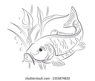 Carp fish in water