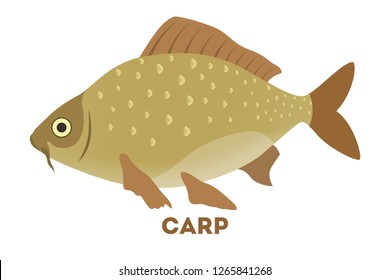 Carp fish in the water of river. Idea of fishing. Flat vector illustration