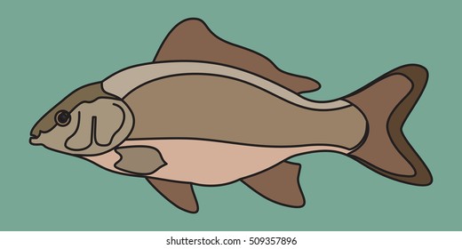 carp fish.line icon.vector illustration design