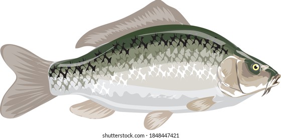 Carp fisliprinus carpio, Freshwater fish