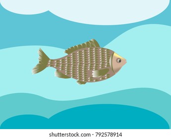 
carp floats in water