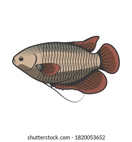 carp fresh food. Isolated on white background. Vector illustration