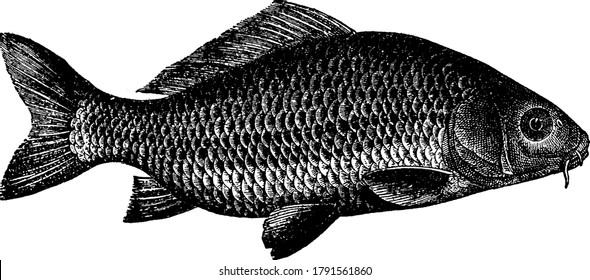 Carp, a freshwater fish of the family Cyprinidae is a very large group of fish, originally from Eurasia and southeast Asia, vintage line drawing or engraving illustration.