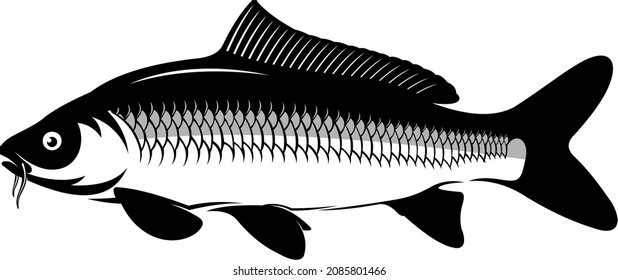 carp golden fish vector for logo fishing company