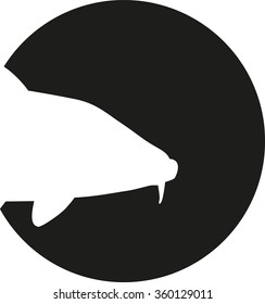 Carp head in front of black circle