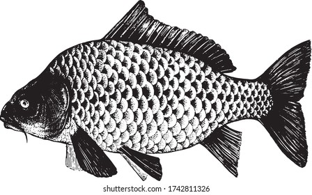 Carp, Karp, Sazan, Cyprinus. Fish collection. Healthy lifestyle, delicious food. Hand-drawn images, black and white graphics.