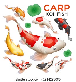 Carp Koi Fish on white background vector colorful