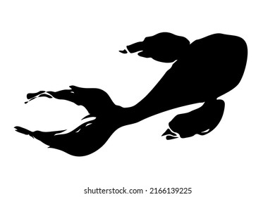Carp koi fish swimming in a pond hand painted with ink brush, isolated on white background. Vector illustration