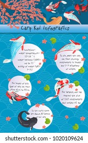 Carp Koi infographics, features of different types of Carp Koi, vector Illustration with handwritten text