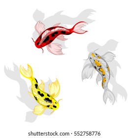 carp koi on white background