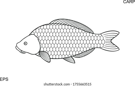 Carp outline. Isolated carp on white background