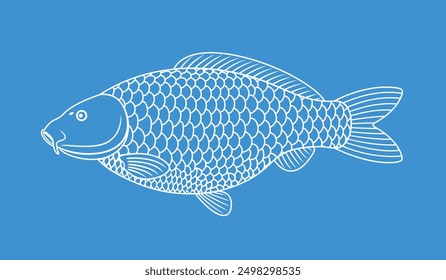 Carp outline. Isolated carp on white background