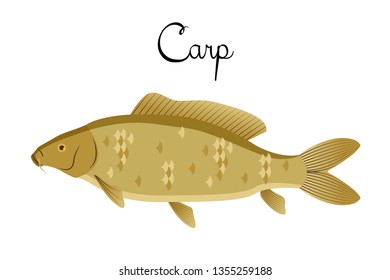 Carp river fish with name subscription . Carp isolated on white background. Big fish. Vector illustration 