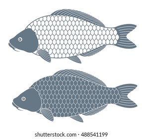 Carp set. Fresh carp on white background