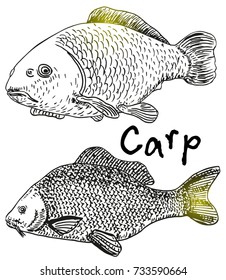 Carp. Sketch. Fish food. Black and white sketch isolated on a white background. Carp lake fish. 