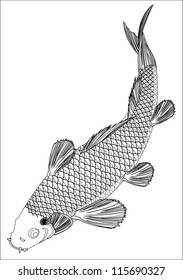 carp (vector illustration)